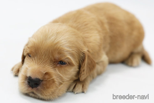 成約済の神奈川県のミックス犬-328249